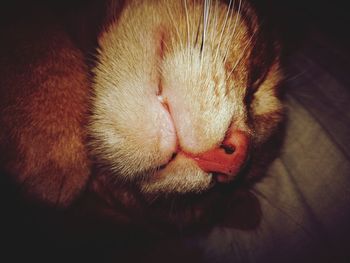 Close-up of cat sleeping