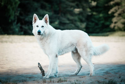 Portrait of white dog standing on field