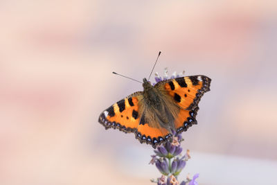Close-up of butterfly pollinating on purple flower