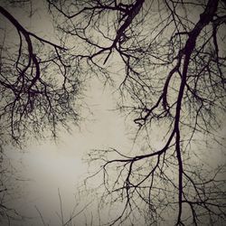 Low angle view of bare trees against sky at sunset