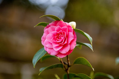 Close-up of pink rose camellia