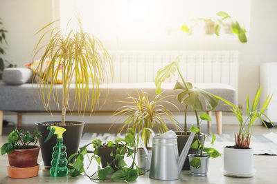 Potted plant on table at home