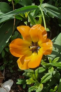 plant
