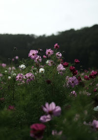 flowering plant