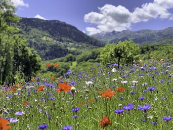 Purple flowering plants on field against sky