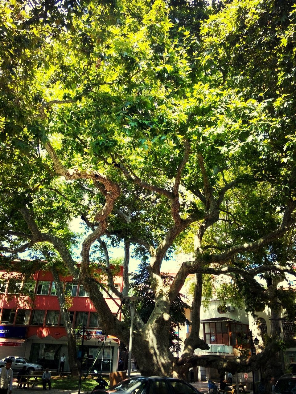 tree, building exterior, architecture, built structure, city, branch, residential building, growth, car, residential structure, house, land vehicle, street, outdoors, building, day, transportation, no people, residential district, tree trunk