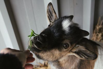 Cute goat being fed by a human
