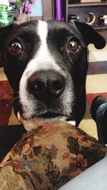 Close-up portrait of dog at home