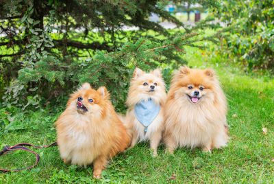 Portrait of two dogs on field