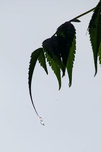 Close-up of plant against clear sky