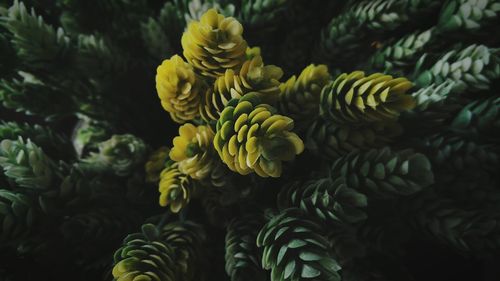 Close-up of yellow flowers