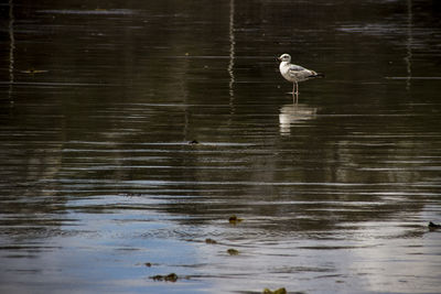 reflection