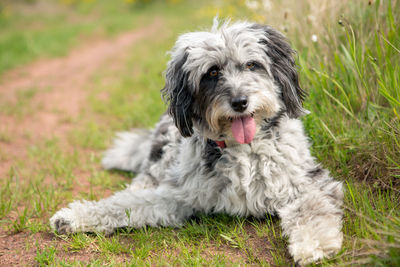 Close-up portrait of dog on field