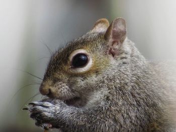 Close-up of an squirrel