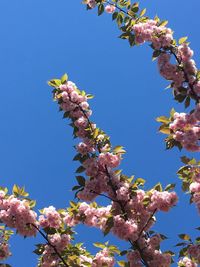 Low angle view of cherry blossom against blue sky