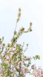 Low angle view of blooming tree against clear sky