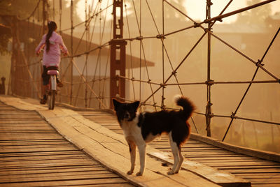 Dog on bridge with bicycling in background