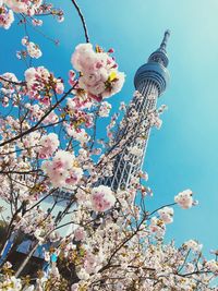 Low angle view of cherry blossoms against sky