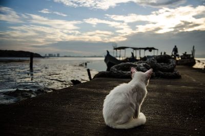 Cat looking at sea