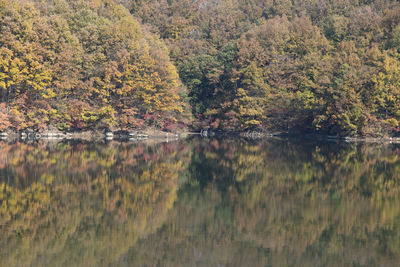 Reflection of trees in lake