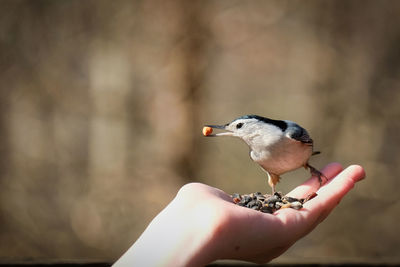 Cropped image of hand holding bird