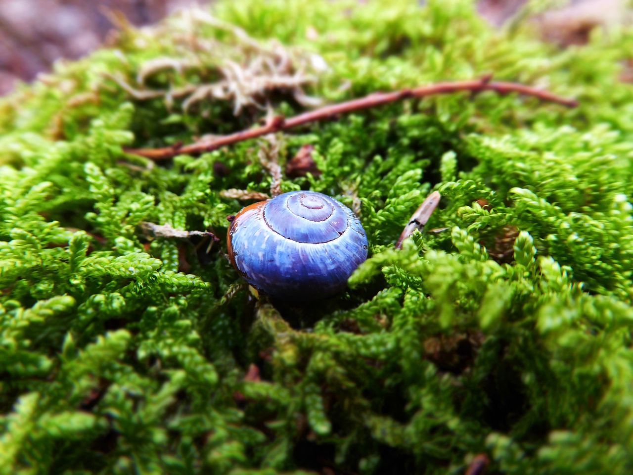 one animal, animal themes, animals in the wild, wildlife, green color, snail, animal shell, close-up, selective focus, insect, nature, focus on foreground, leaf, growth, day, plant, outdoors, no people, beauty in nature, high angle view