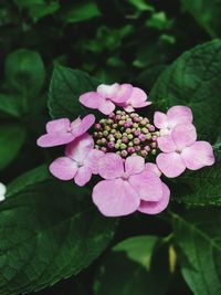 Close-up of flowers