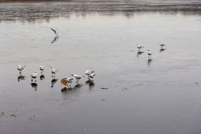 Swans swimming in lake