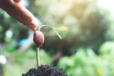 Cropped image of hand pouring drop on seedling