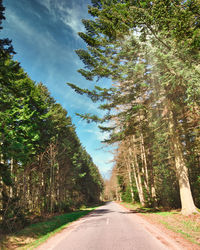 Road amidst trees in forest against sky