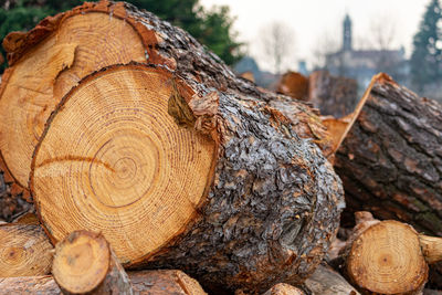 Close-up of logs in forest