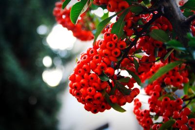 Close-up of red berries growing on tree