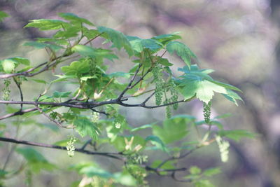 Close-up of leaves on branch