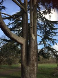 Trees on landscape against sky