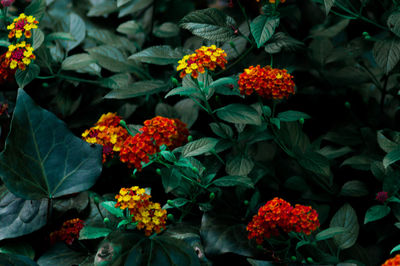 Close-up of orange flowers