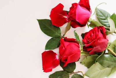 Close-up of red roses against white background