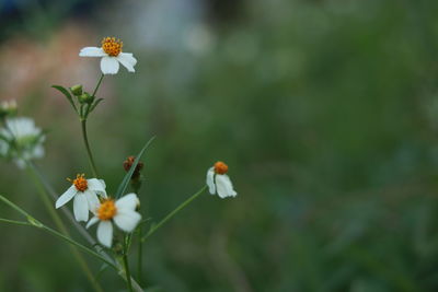 Close-up of white flowering plant