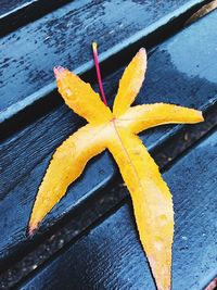 Close-up of yellow leaf