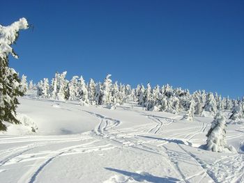 Trees on snow covered landscape against blue sky