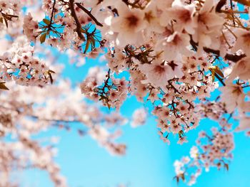 Close-up of cherry blossom against blue sky