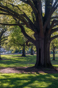 Trees in park