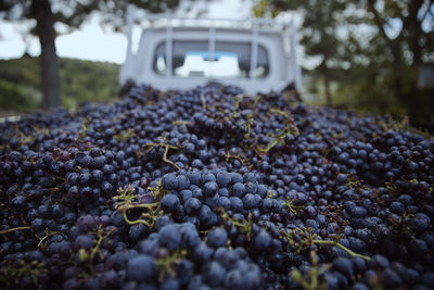 Close-up of grapes harvesting in vineyard