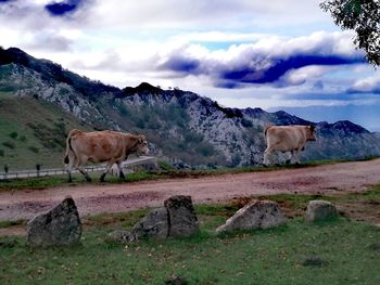 Cows grazing on field against sky