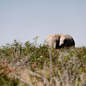 View of an animal on field against clear sky