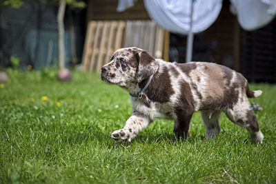 Dog in a field