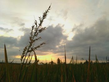 Close-up of wheat growing on field against sky during sunset