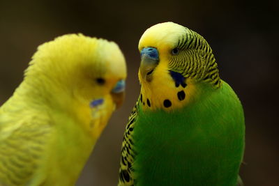 Close-up of birds