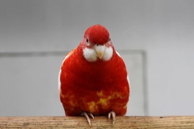 Close-up of parrot