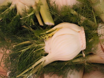 Close-up of fennel bulbs