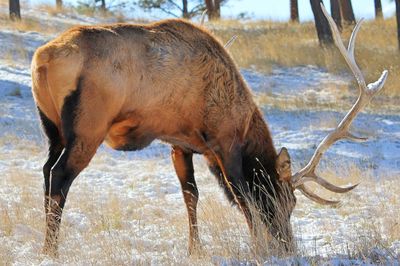 Side view of elk grazing